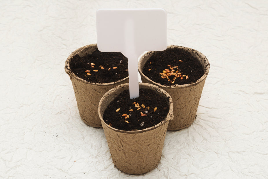 plant pots cardboard Biodegradable cardboard pots – AxioSelect